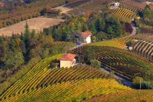 Vineyards in Piemonte