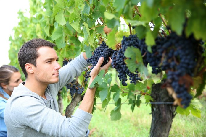 Wine harvesting